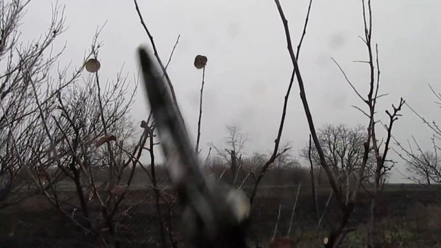 ОБРЕЗКА АЙВЫ. Формирование кроны айвы.