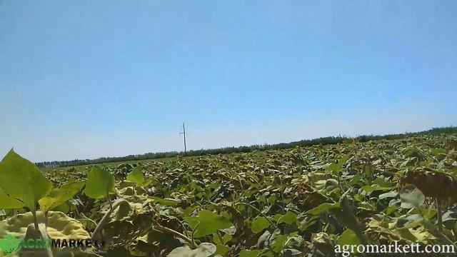 НСХ 6006 Гибрид подсолнечника под экспресс (Нови сад / Ns seme) . Обзор. Курская область. Мантурово