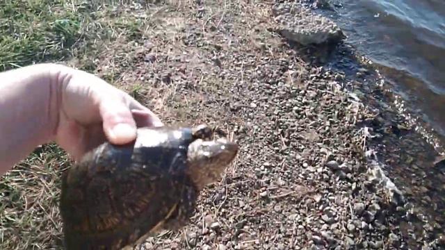 Отпускаем черепаху на волю.