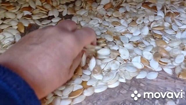 Как высушить быстро и много тыквенных семечек