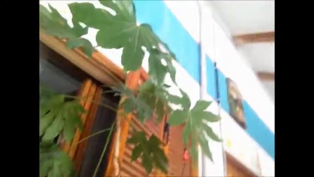 Spiders & Singing Plants @ Damanhur Spiritual Eco Community