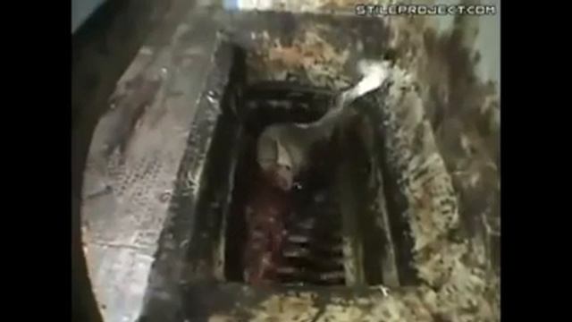 Из   чего  делают  сосиски