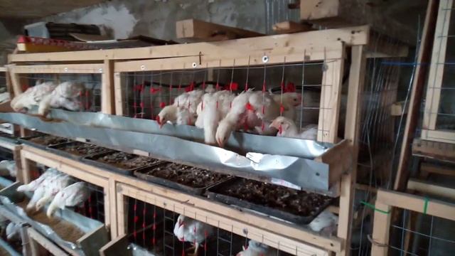 Основные виды содержания бройлеров. Содержание на сетке.