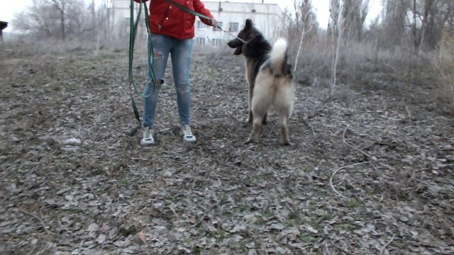 Овчарка.