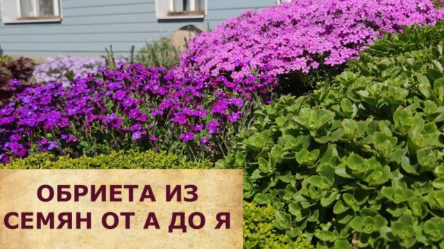 ОБРИЕТА ИЗ СЕМЯН ОТ А ДО Я.