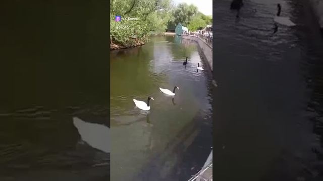 clip326566767_456240559.mp4