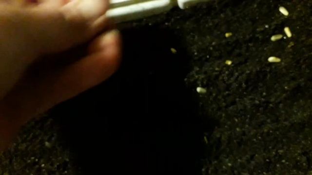 Сеем всякое-разное