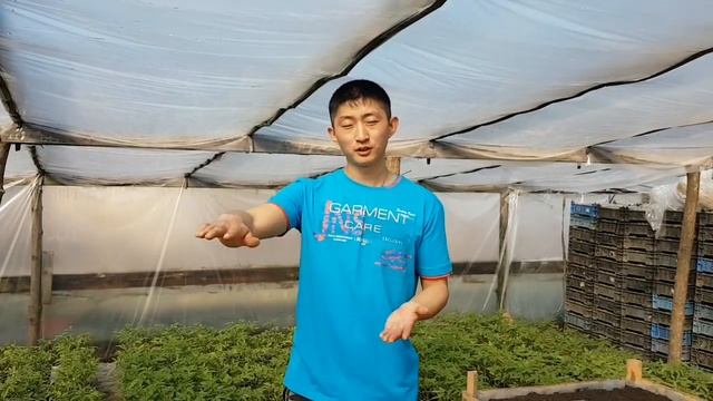 БИЗНЕС ИДЕЯ. ЛУК НА ЗЕЛЕНЬ.Где и Как вырасить, когда выгодно. ???