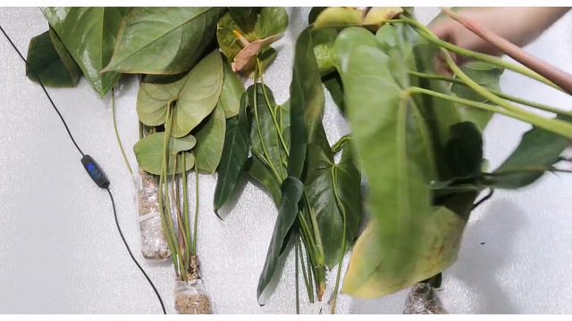 Антуриум. Поступление редких сортов.