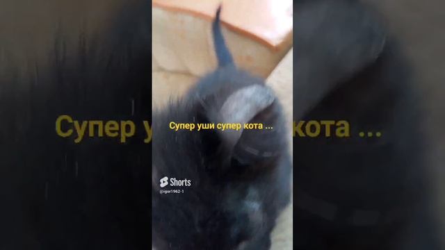 Хвост в руках Собачьи истории #приколы #животные #кошки