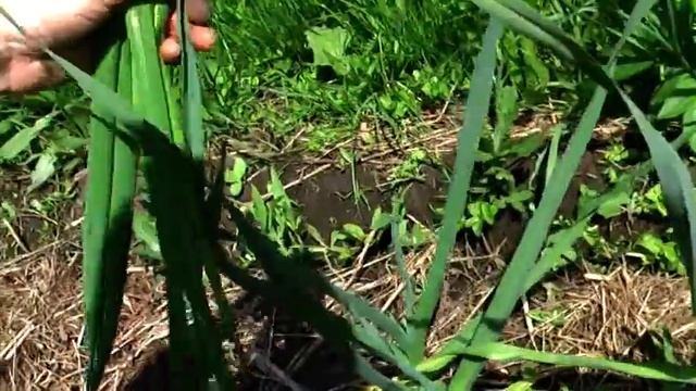 Салат из бораго