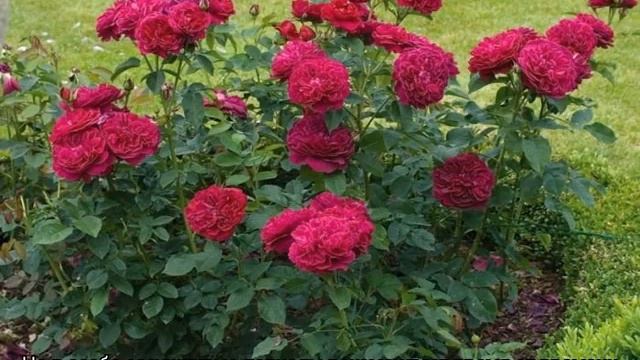 Роза Фальстаф (Falstaff) — описание сорта