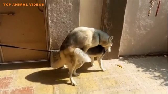 Powerful Dog Mating