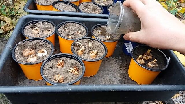 Посадка крокуса к 8 марта. Выгонка в домашних условиях.