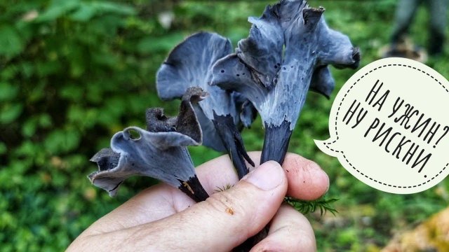 Редкие вкусные грибы - чёрные лисички. Где растут, как выглядят? Впервые собираю и пробую готовить