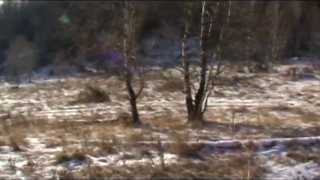 охота на косулю