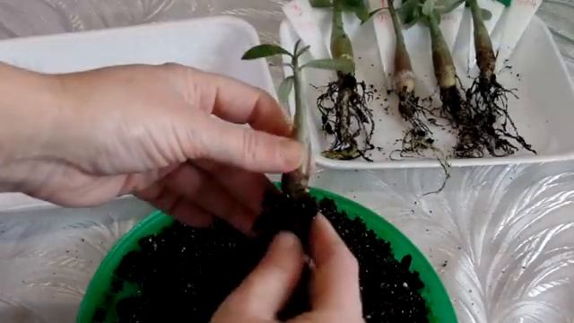 Пересадка сеянцев адениума .ЧастьV