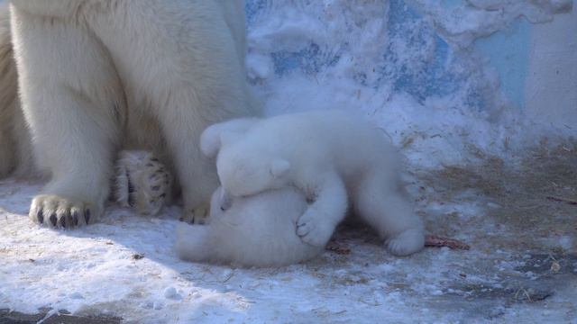 Герда с медвежатами. Медвежата разыгрались. 24.03.2023