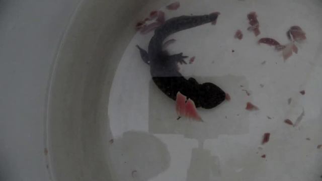 Тритончик ест