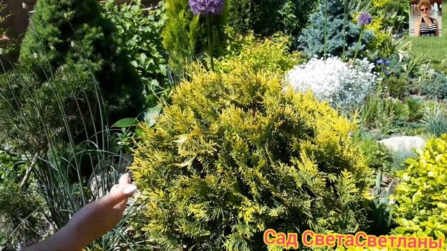 Туя западная Санкист (Sunkist).Красивые хвойные.Хвойные в дизайне сада.Красивые хвойные композиции