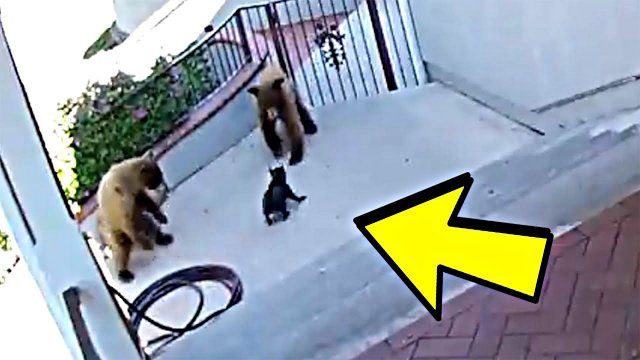 Это Нужно Видеть! Топ 20 Смешных и Удивительных Моментов с Животными