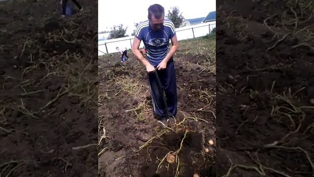 самодельная картофелекопалка чудо лопата в доработанном виде