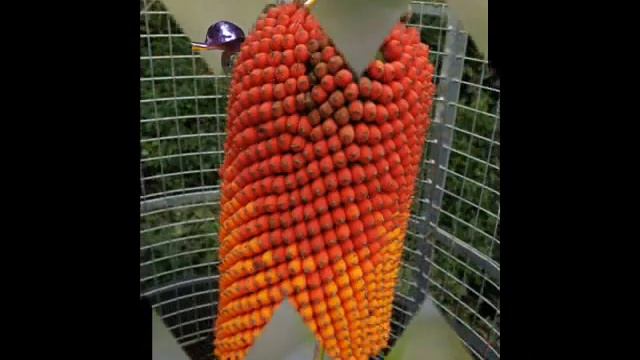 самые необычные цветы в мире