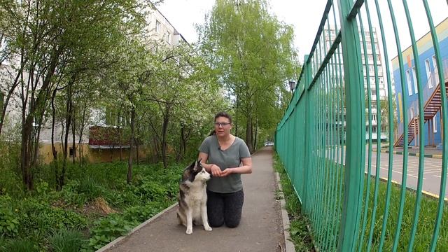 Как отучить собаку лаять на что попало?