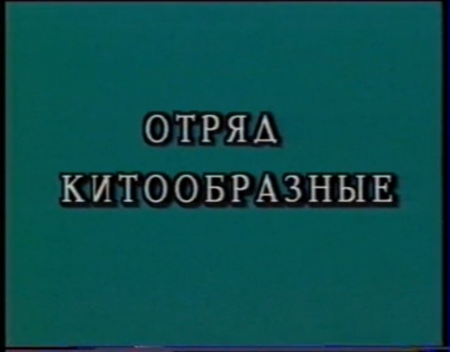 Китообразные