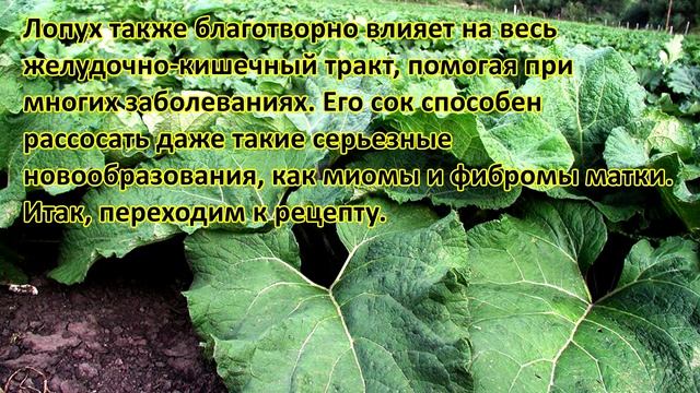 Сок лопуха как бабушкин рецепт поможет избавиться от кисты навсегда