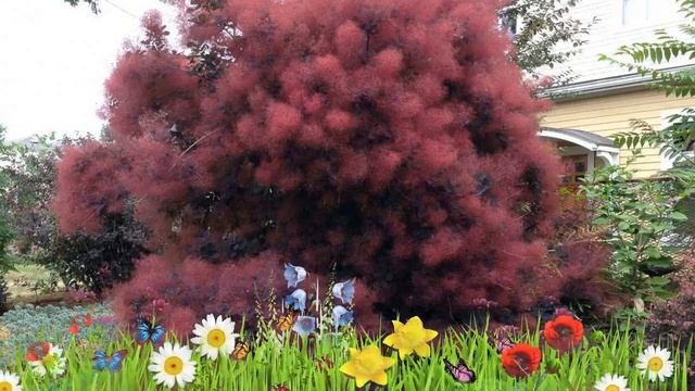 Скумпия кожевенная Фолис Пурпуреус ? Обзор: посадка и уход. саженцы скумпии: описание и особенности