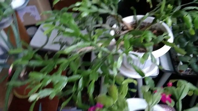 Почему не цветет декабрист? Секреты цветения и ухода за декабристом.Zygocactus of the Schlumberger.