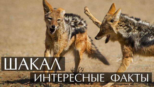 Шакал. Интересные факты