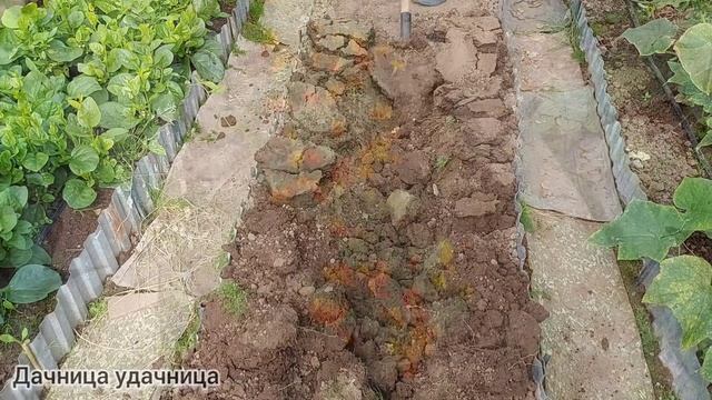 Бархатцы не только как украшение сада, а ещё отличный сидерат! Как правильно применять #бархатцы