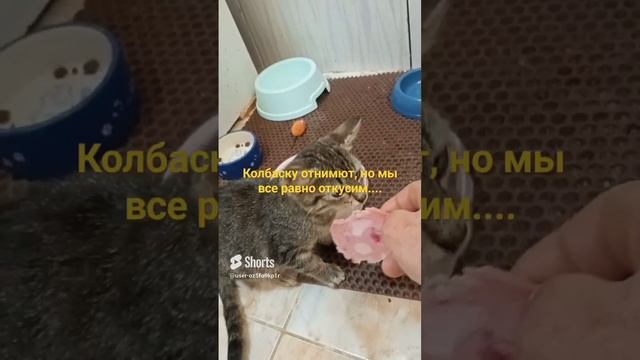 Хвост в руках Собачьи истории #животные #приколы #кошки(1)