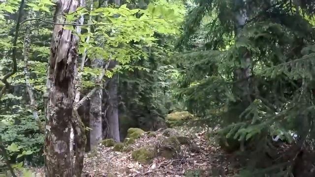 Странник Артур Дикарём в Абхазию Озеро Рица, 3 cерия 01