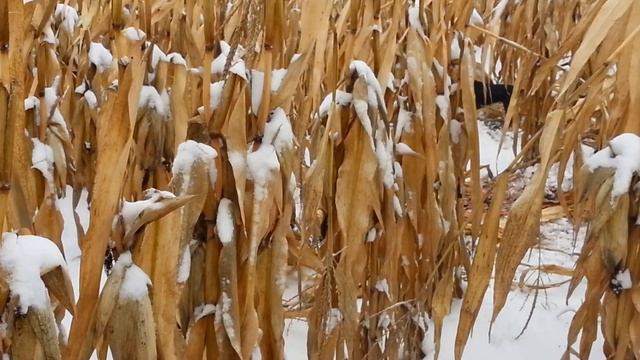 Охота на кабана.Охота с собакой зимой.