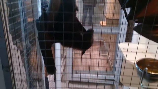 Летучая мышь в Казани)))