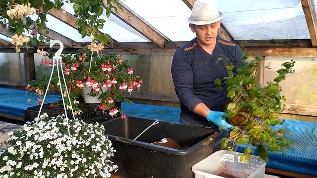 Сохраняем фуксию зимой! Несколько способов сохранять Фуксию! Фуксия на штамбе.
