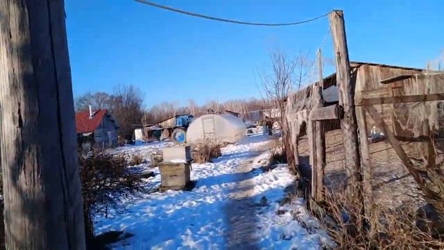 ЗАБОЙ БЫКА-ДЕРЕВЕНСКИЕ БУДНИ
