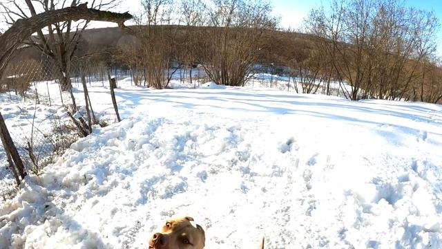 УЛЕТНЫЕ ПРЫЖКИ ОТ ПИТБУЛЕЙ !!! Рекомендую к просмотру. Питбули в деле ! Сможет ли Граф как все ??