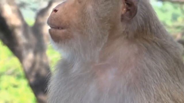 Mother Wild Monkey Breeds And Gives Birth To Cute Newborn Monkey