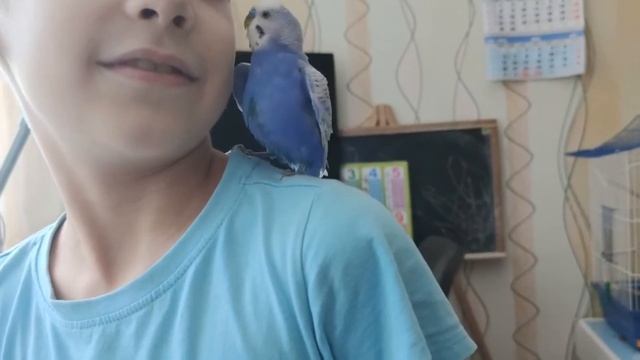 Волнистый попугай | Содержание и уход за волнистым попугаем