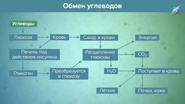 Пищевые продукты, питательные вещества и их превращения в организме