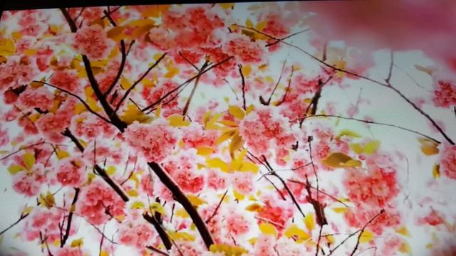 Жива!  Автор: Наталья Шевченко.