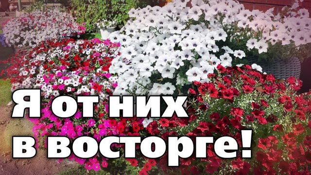 ПЕРВЫЙ ОПЫТ ВЫРАЩИВАНИЯ ПЕТУНИИ ТАЙДАЛ. Какие выводы сделала