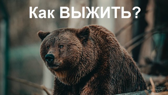 Средства защиты от медведя | Как защититься от медведя в лесу, спастись от диких зверей, бушкрафт