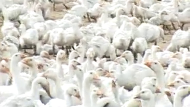 Птицефабрика