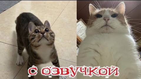 Приколы с котами! Смешные коты! С ОЗВУЧКОЙ! Самые Смешные Животные! РЖАКА!