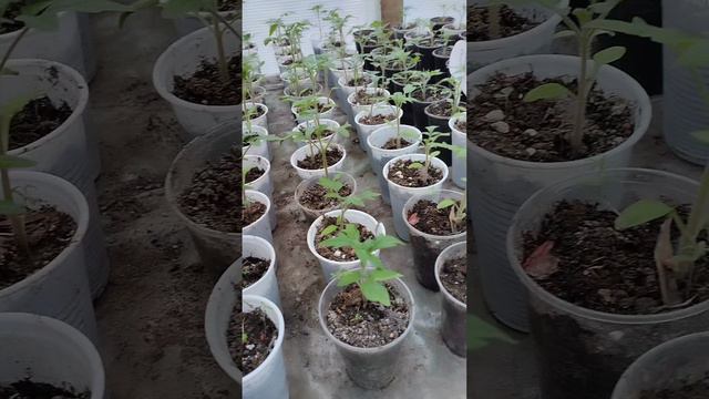 Вторая подкормка рассады после пикировки🌱🌱🌱